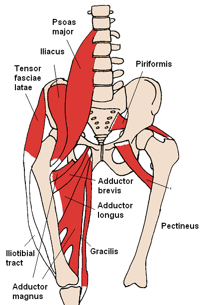 Hip Flexors