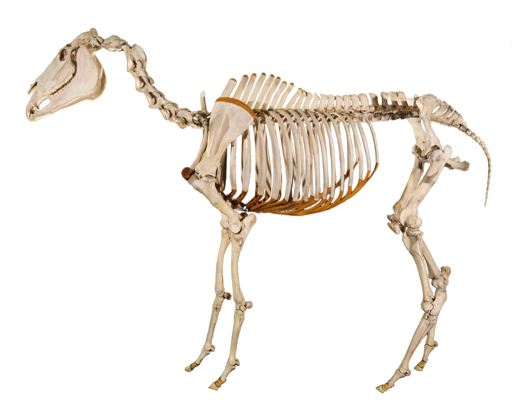 Skeleton of Phar Lap