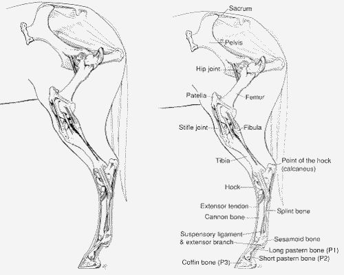 http://www.ionhealing.com/sagehillCMK/Equine%20Hindlimb.html