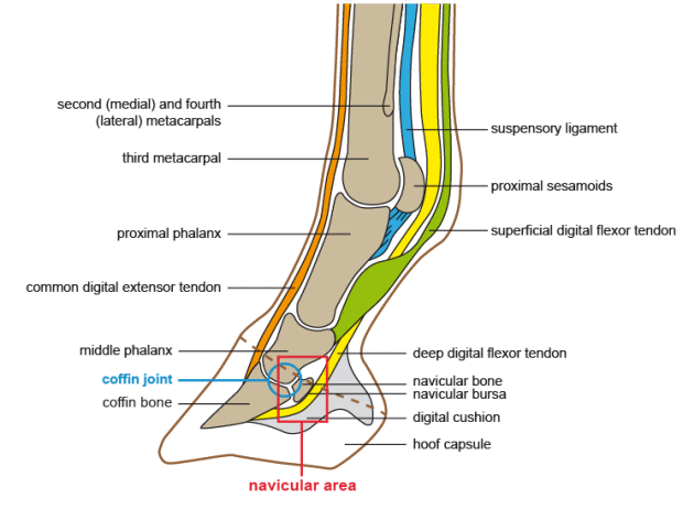 Anatomical structure of the tendon system of the forelimb