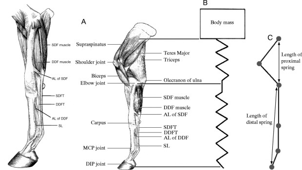 Distal Forelimb