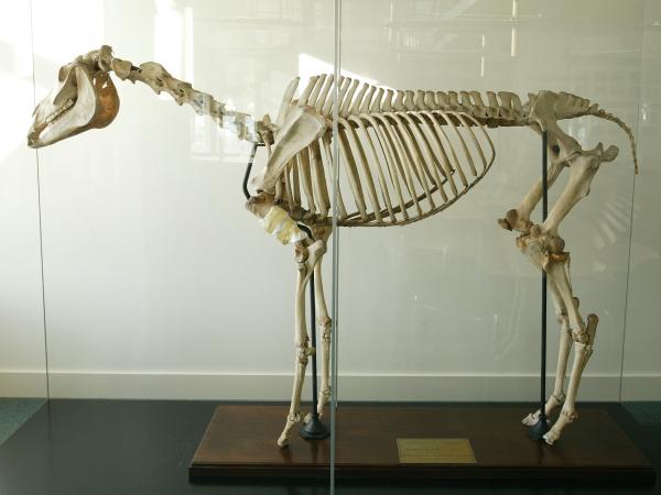 Skeleton of Eclipse