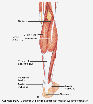 Calcaneal Tendon