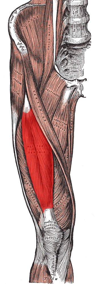 Rectus Femoris