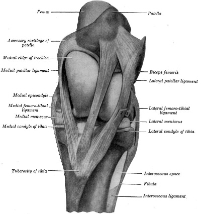 From Sisson's 『Anatomy of the Domestic Animals』